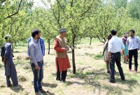 Learning from Apple Growers in Ratnipora, District Pampore, J & K, May 2014